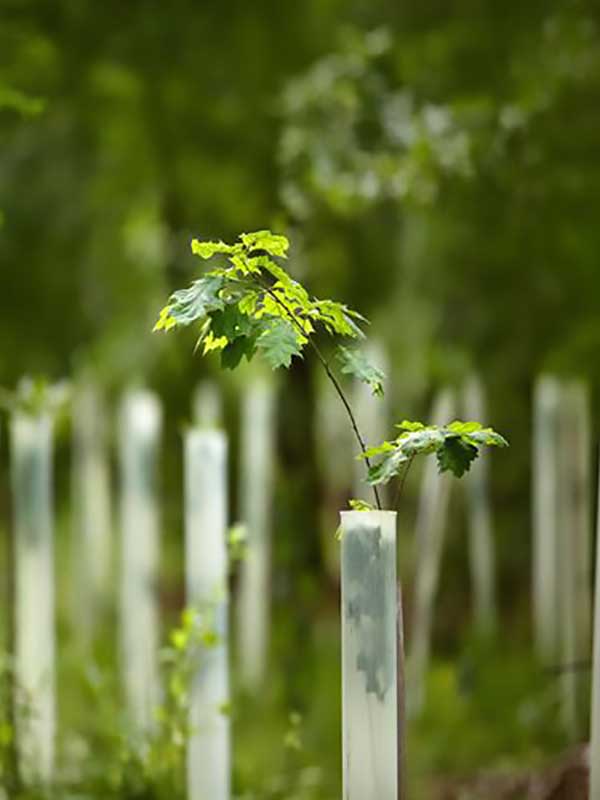 Exclusion fencing for animals